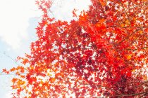 Японська maple tree — стокове фото