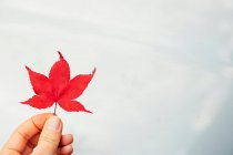 Woman holding red Japanese Maple leaf — Stock Photo