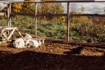 Two goats lying together on farm — Stock Photo
