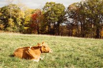 Mucca che riposa sull'erba — Foto stock