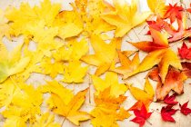 Autumn maple leaves — Stock Photo