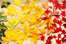 Зеленый, желтый и красный кленовые листья — стоковое фото