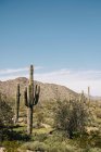 Cacti, Wadell, Arizona, EUA — Fotografia de Stock