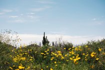 Wildblumenwiese, Watt — Stockfoto