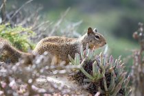 Wild squirrel amongst shrubs — Stock Photo