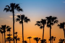 Silhouetted palm trees in golden sunset — Stock Photo