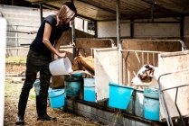 Agricoltrice che allatta vitelli — Foto stock