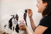 Allevatrice che accarezza vitello — Foto stock