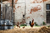 Gallos y pollos en el corral - foto de stock
