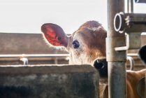 Calf in stall looking at camera — Stock Photo