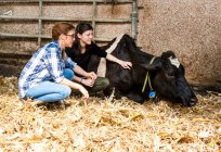 Женщины-фермеры ухаживают за больной коровой — стоковое фото