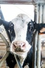 Calf in stall looking at camera — Stock Photo