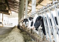 Rangée de vaches à la recherche de stalles — Photo de stock