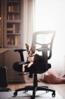 Бостон-терьер, лежа на стуле — стоковое фото