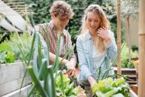 Man and woman tending to plants — Stock Photo
