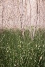 Herbe longue dans la forêt — Photo de stock
