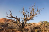 Dead tree, Escalante — Stock Photo