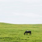 Horse grazing in green field — Stock Photo
