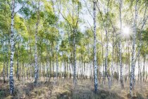 Birch trees in spring morning — Stock Photo