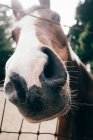 Retrato de cavalo, close-up — Fotografia de Stock