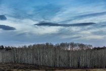 Vista panorámica del bosque en Fruita - foto de stock