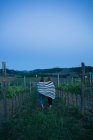 Туристів у винограднику, Тоскана, Італія — стокове фото