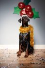 Cão vestindo chapéu de santa — Fotografia de Stock