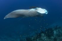 Giant manta being cleaned of parasites — Stock Photo