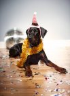 Dog wearing santa hat — Stock Photo