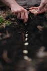 Жінка саджає насіння в грунт — стокове фото