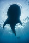 Underside view of whale shark — Stock Photo