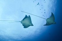 Spotted eagle rays — Stock Photo