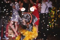 Portrait of dog at party — Stock Photo
