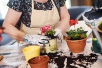 Frau pflanzt Pflanzen auf Tisch — Stockfoto