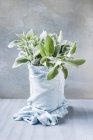 Plant wrapped in fabric — Stock Photo