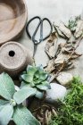 Pots and plants with vintage scissors — Stock Photo