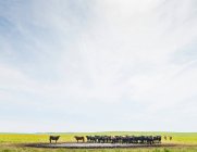 Стадо коров у колодца — стоковое фото