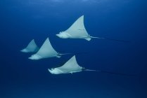 Spotted eagle rays — Stock Photo