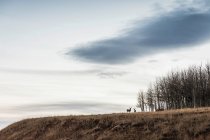 Сценический вид с оленями на склоне холма — стоковое фото