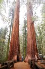 Donna che guarda gli alberi di sequoia — Foto stock
