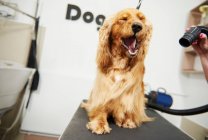 Cocker spaniel with eyes closed — Stock Photo