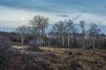 Malerischer Blick auf den Wald in fruita — Stockfoto