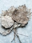 Mazzo di foglie secche — Foto stock