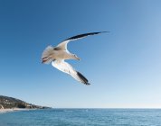 Sua vista da gaivota em voo — Fotografia de Stock