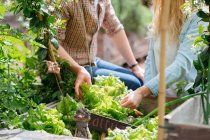 Man and woman picking lettuces — Stock Photo