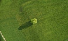 Одиночне дубове дерево в полі — стокове фото