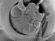 Testa di scarabeo con regola in scala — Foto stock