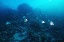 Floating batfish shoal — Stock Photo