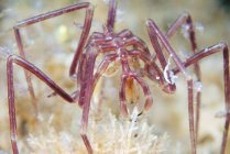 Ninfómana grossipes araña marina - foto de stock