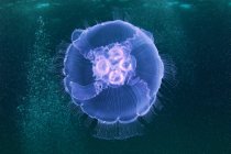 Aurelia aurita медузы — стоковое фото